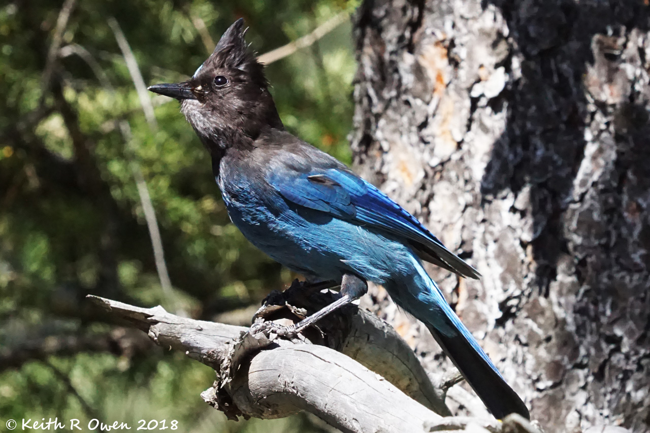 Steller's Jay