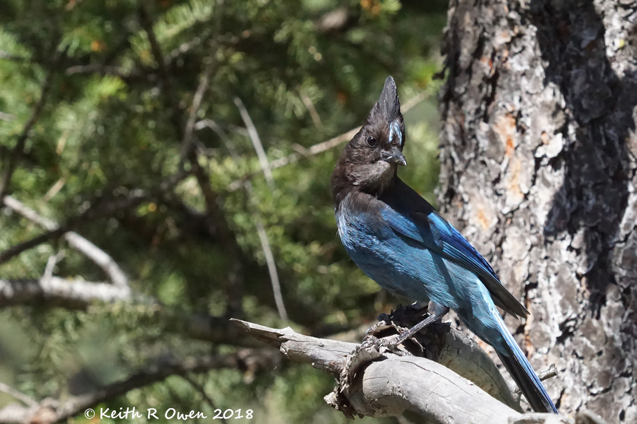 Steller's Jay