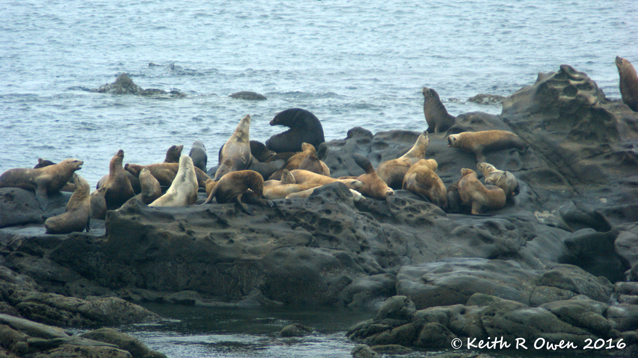 Steller's Sea Lions