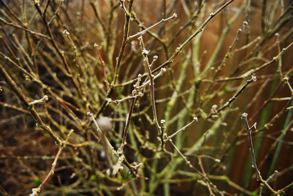 Sticks