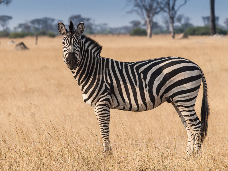 Stripes