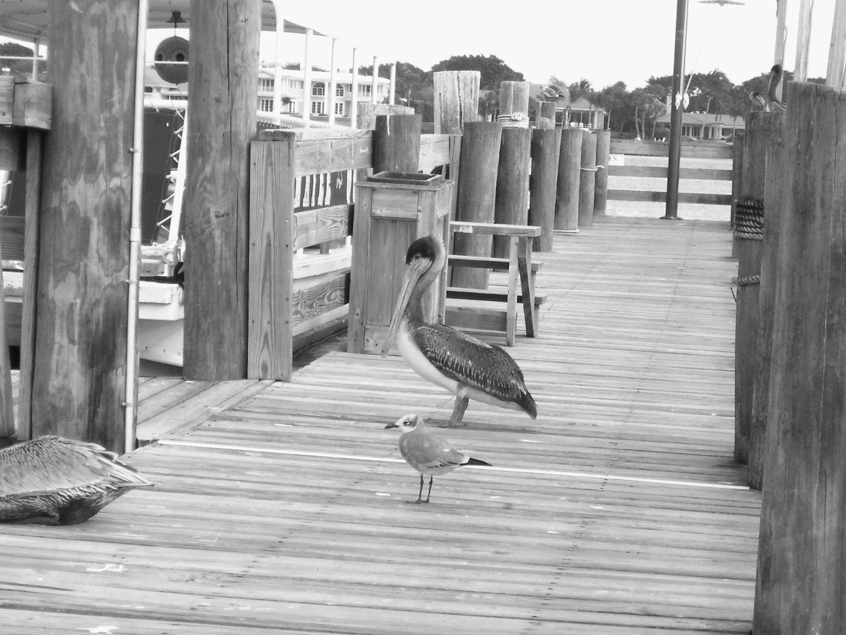 Strolling the Dock