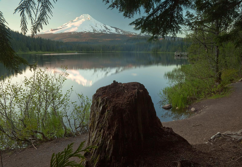 Stumped on Trillium Lake