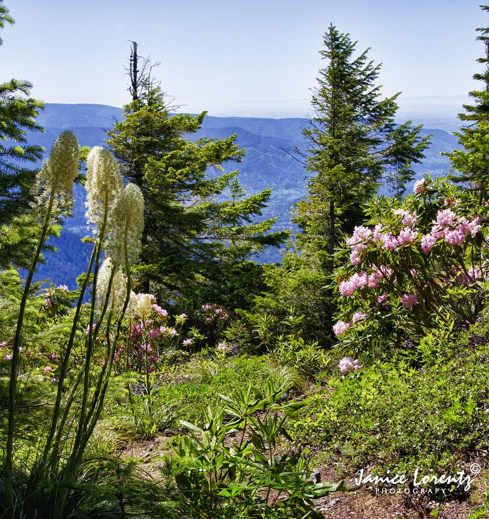 Sub-Alpine Garden