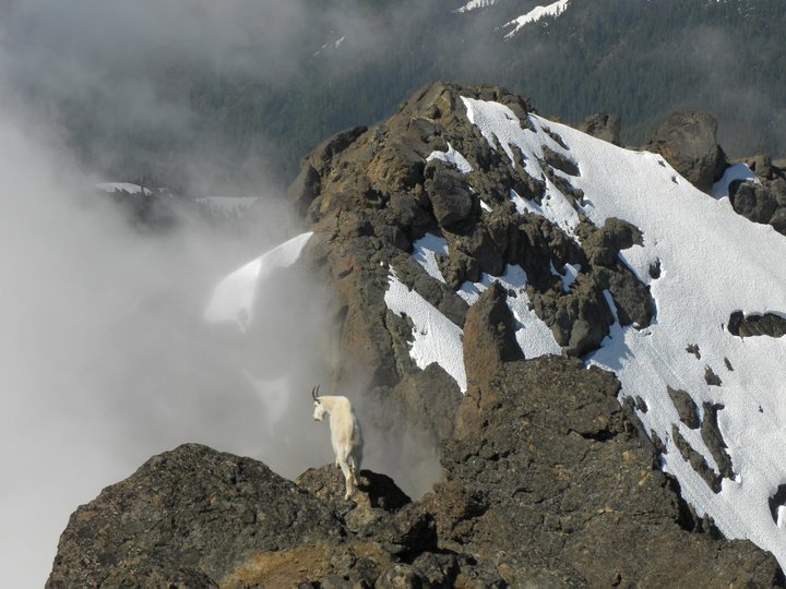 Suicidal Mountain Goat