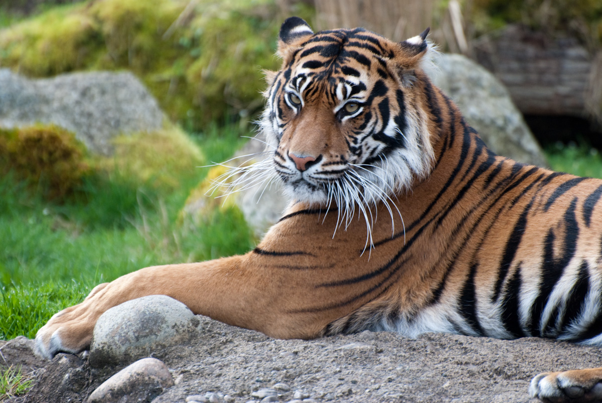 Sumatran Tiger
