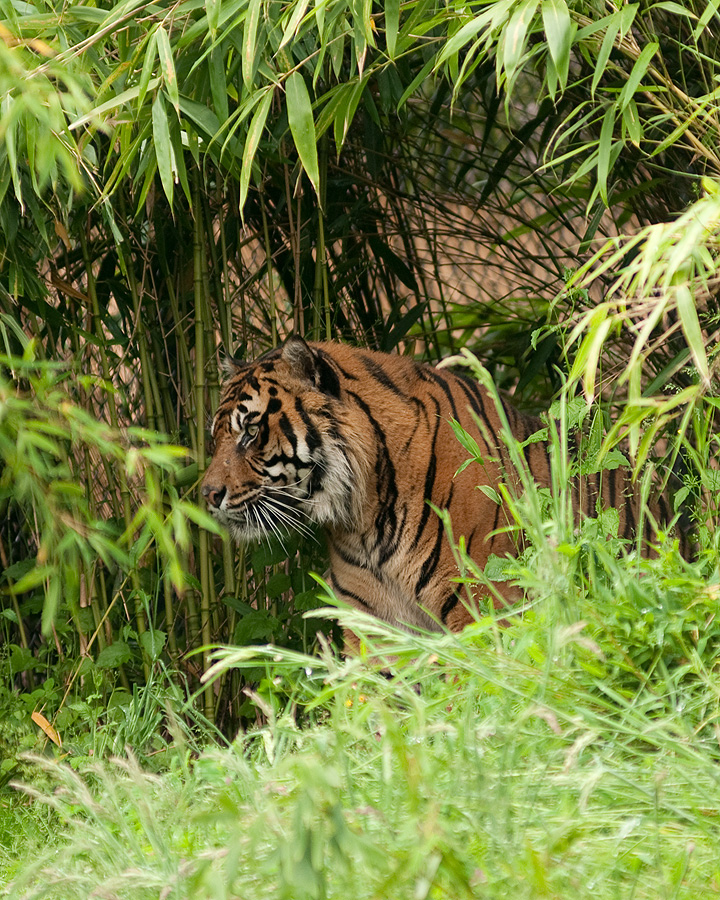 Sumatran Tiger