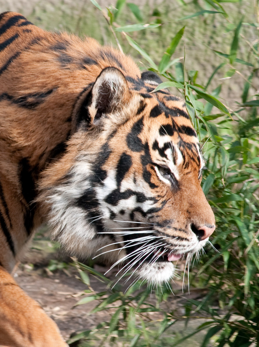 Sumatran Tiger
