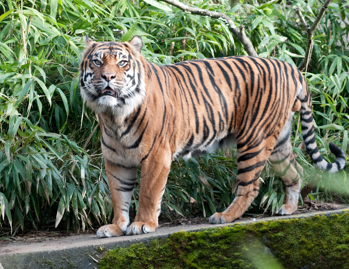 Sumatran Tiger
