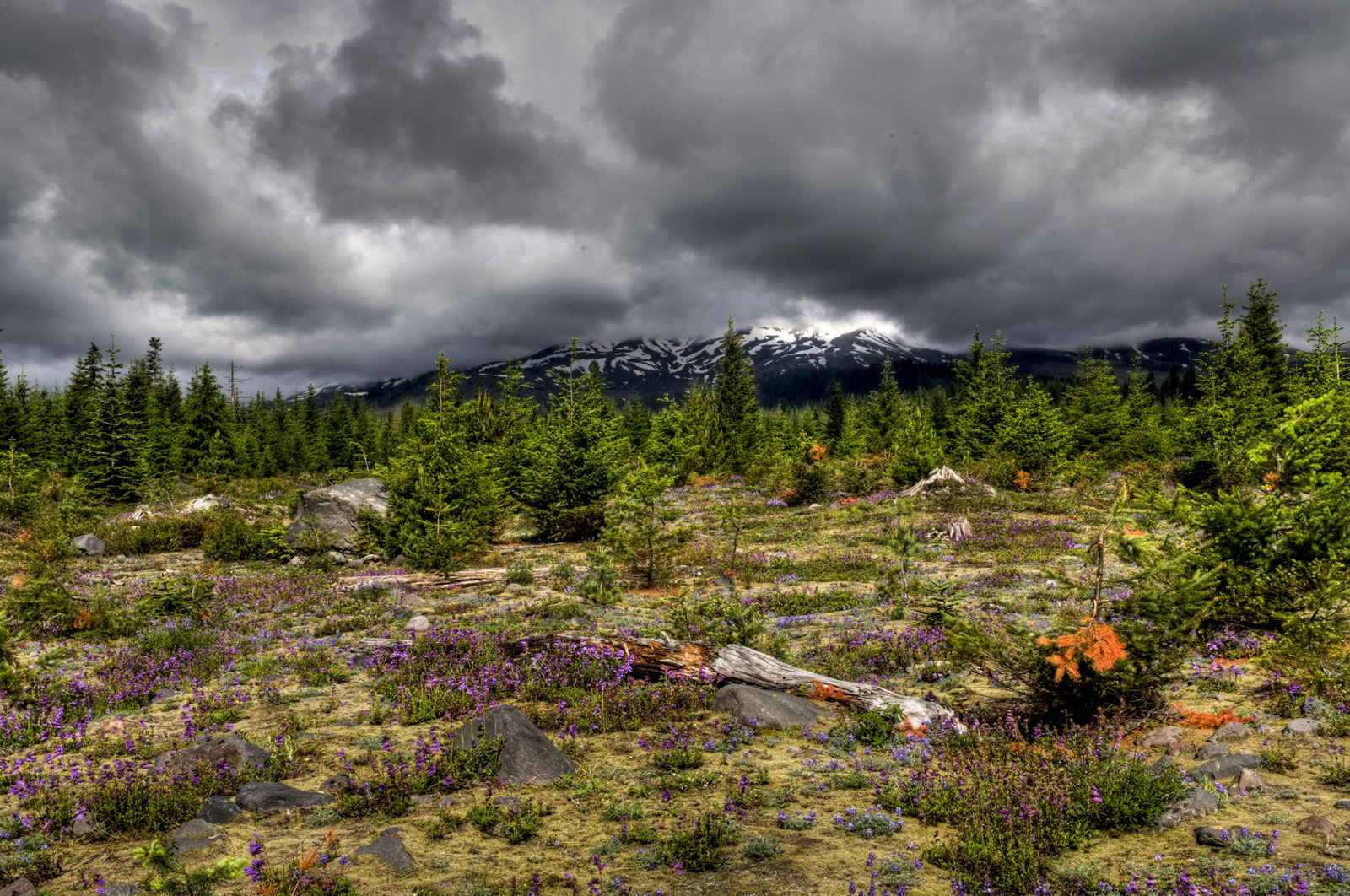 Summer flowers near Mt St Helens