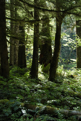 Sun Light through the Trees