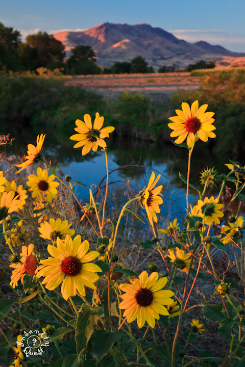 Sunflowers