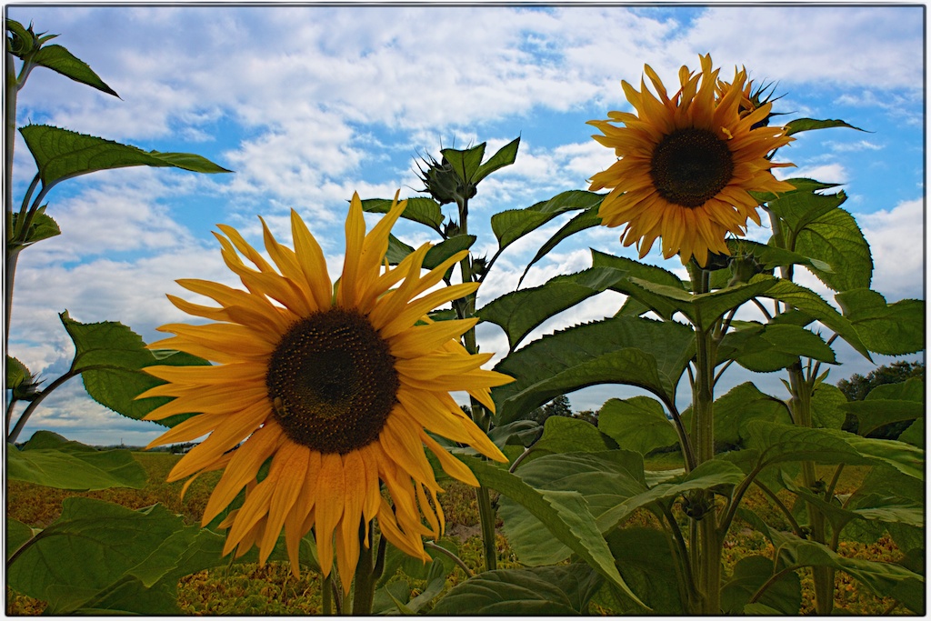 Sunflowers