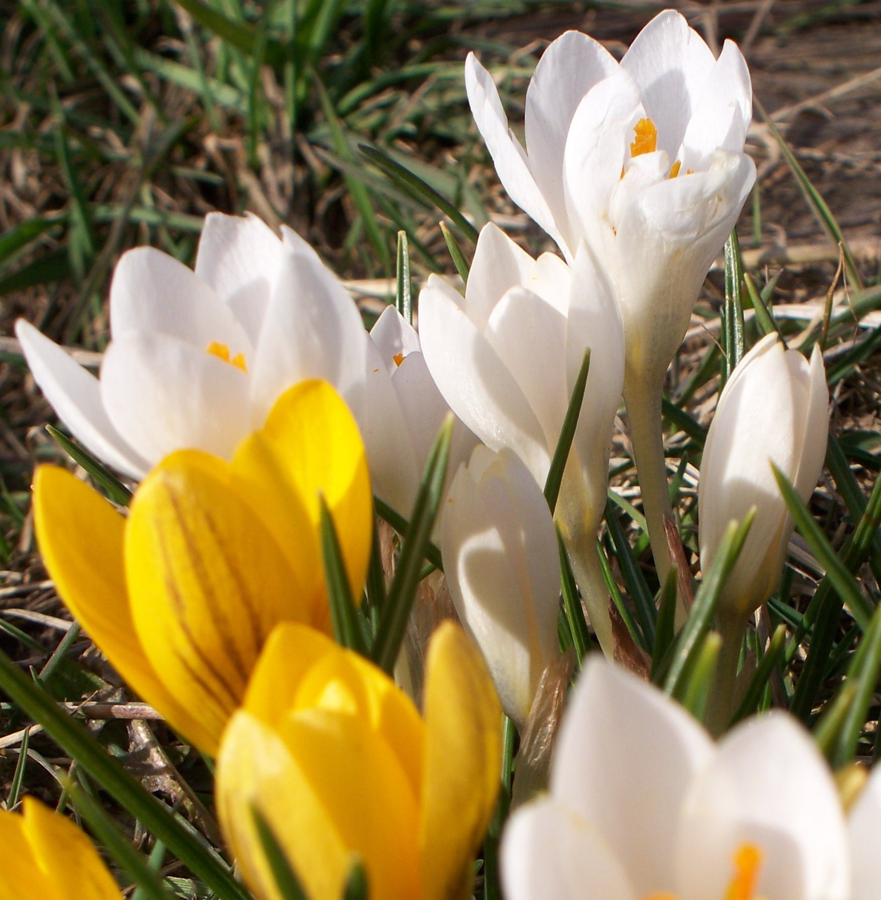 sunny spring befinnings