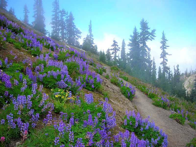 Sunrise Ridge Trail