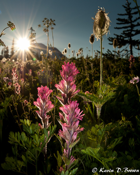Sunset at Mount Rainier
