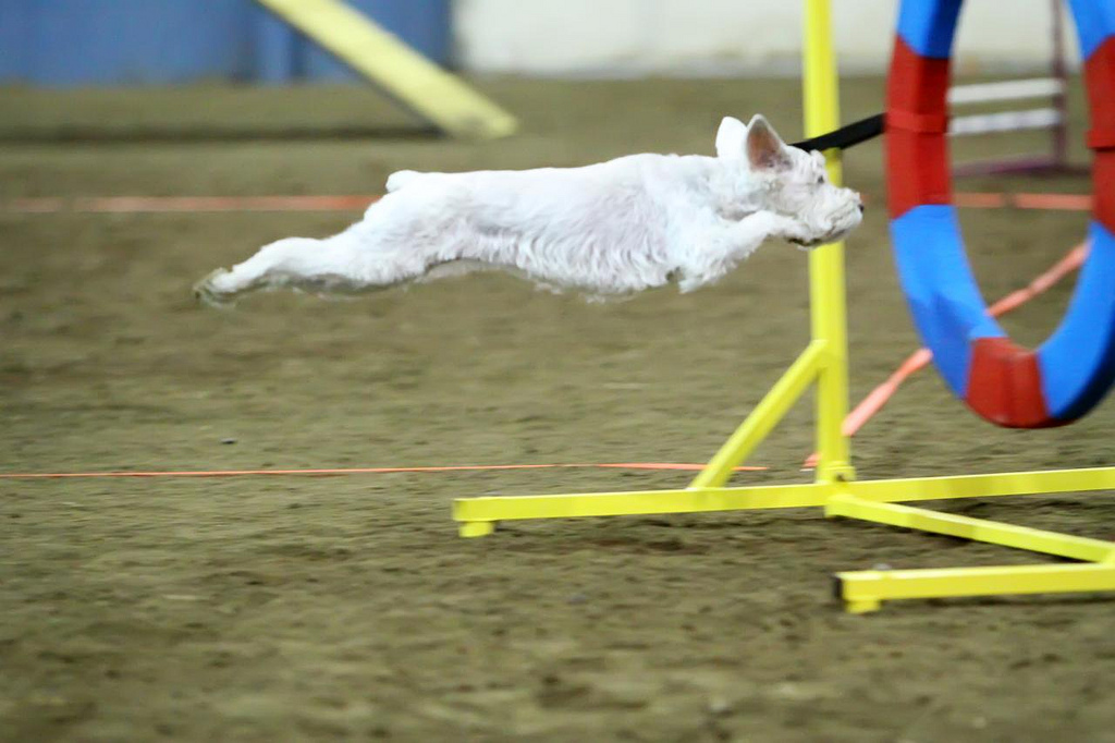 Super Dog