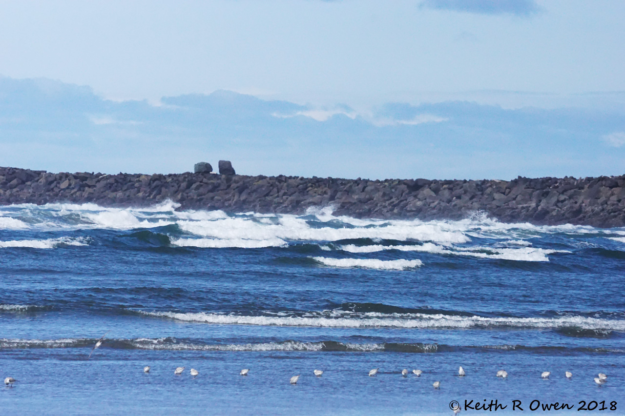 Surf