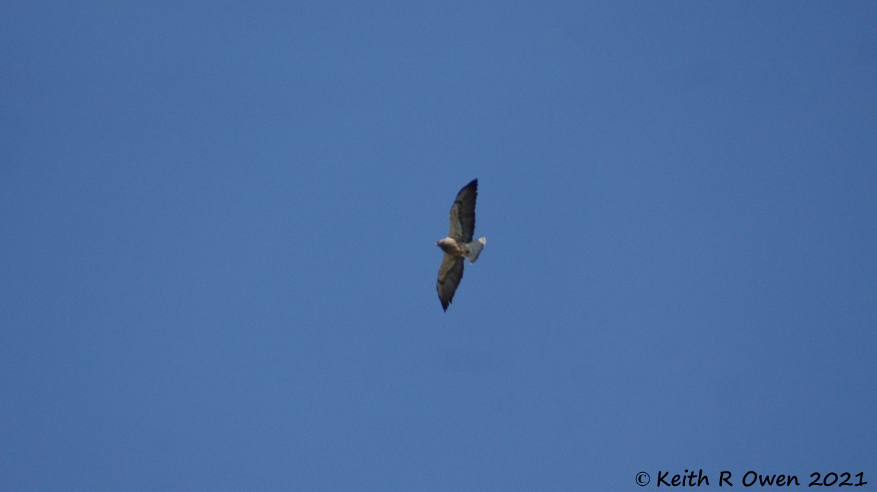 Swainson's Hawk