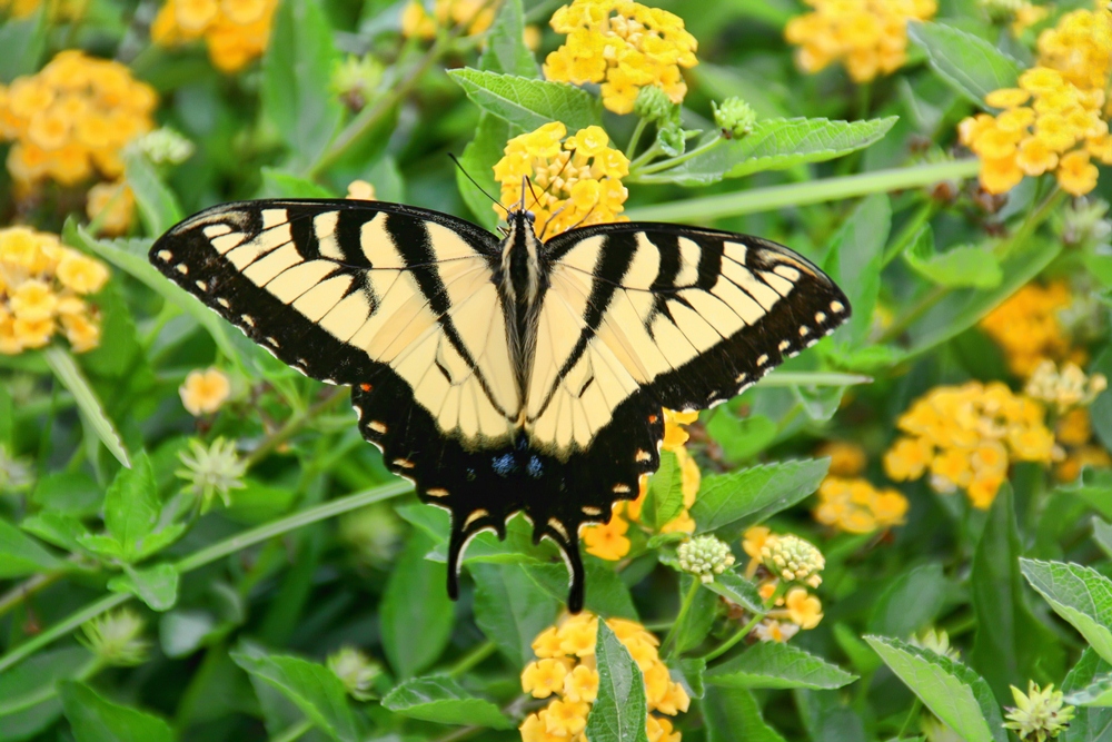 Swallowtail