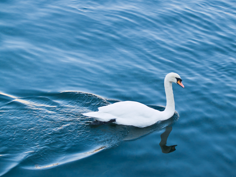 Swan Wake