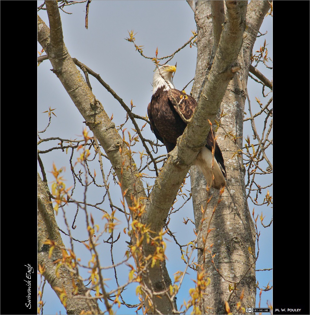 Swinomish Eagle