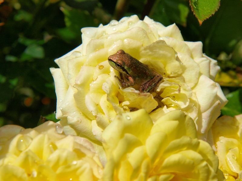 Take time to smell the roses