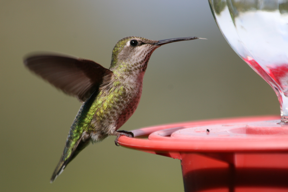 Taking a drink