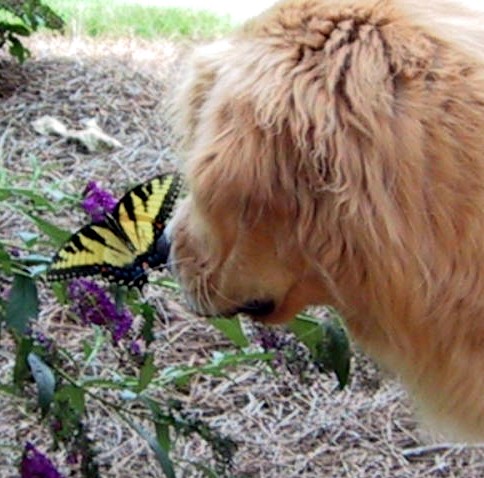 Tenderness