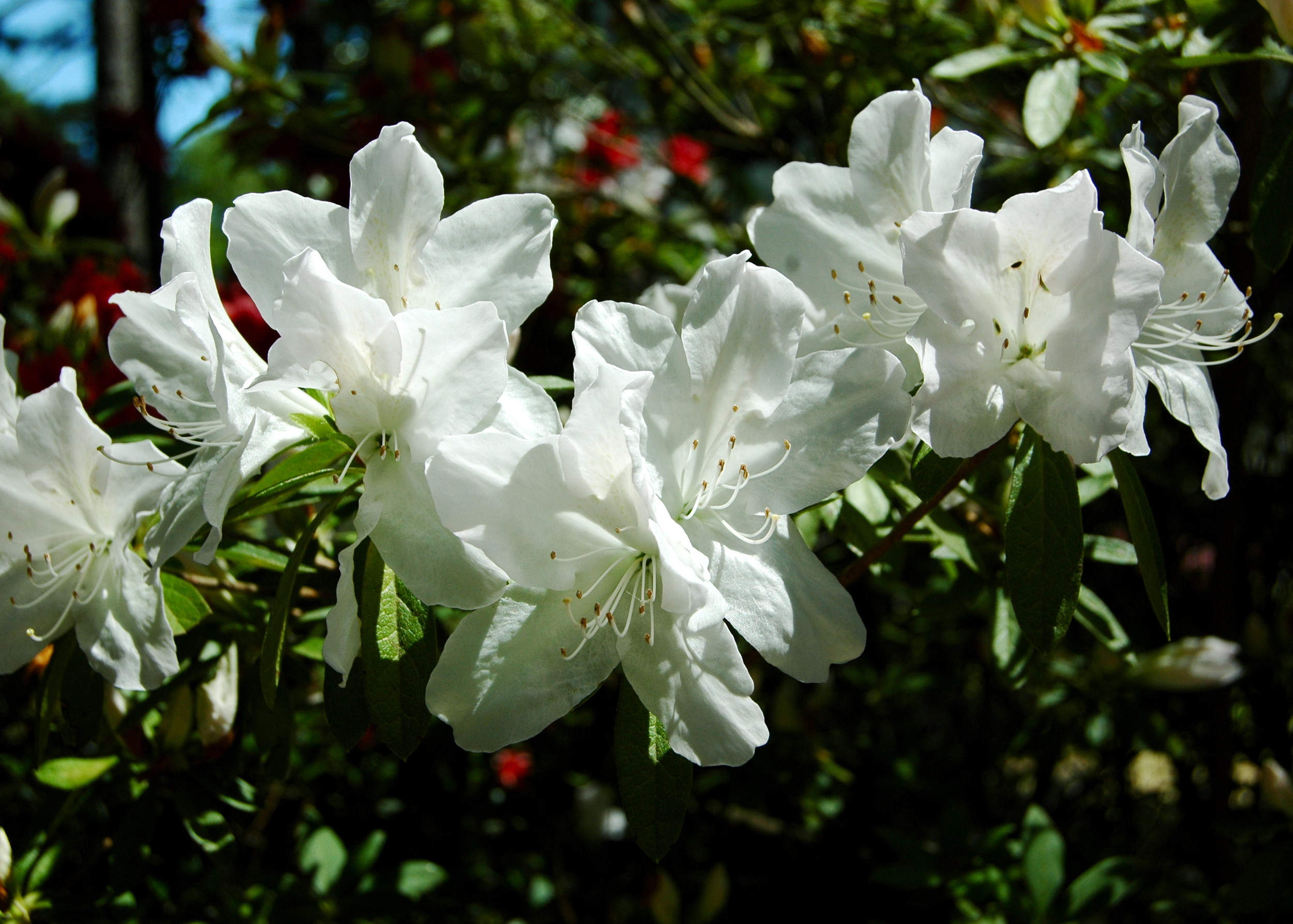 Texas Azaleas