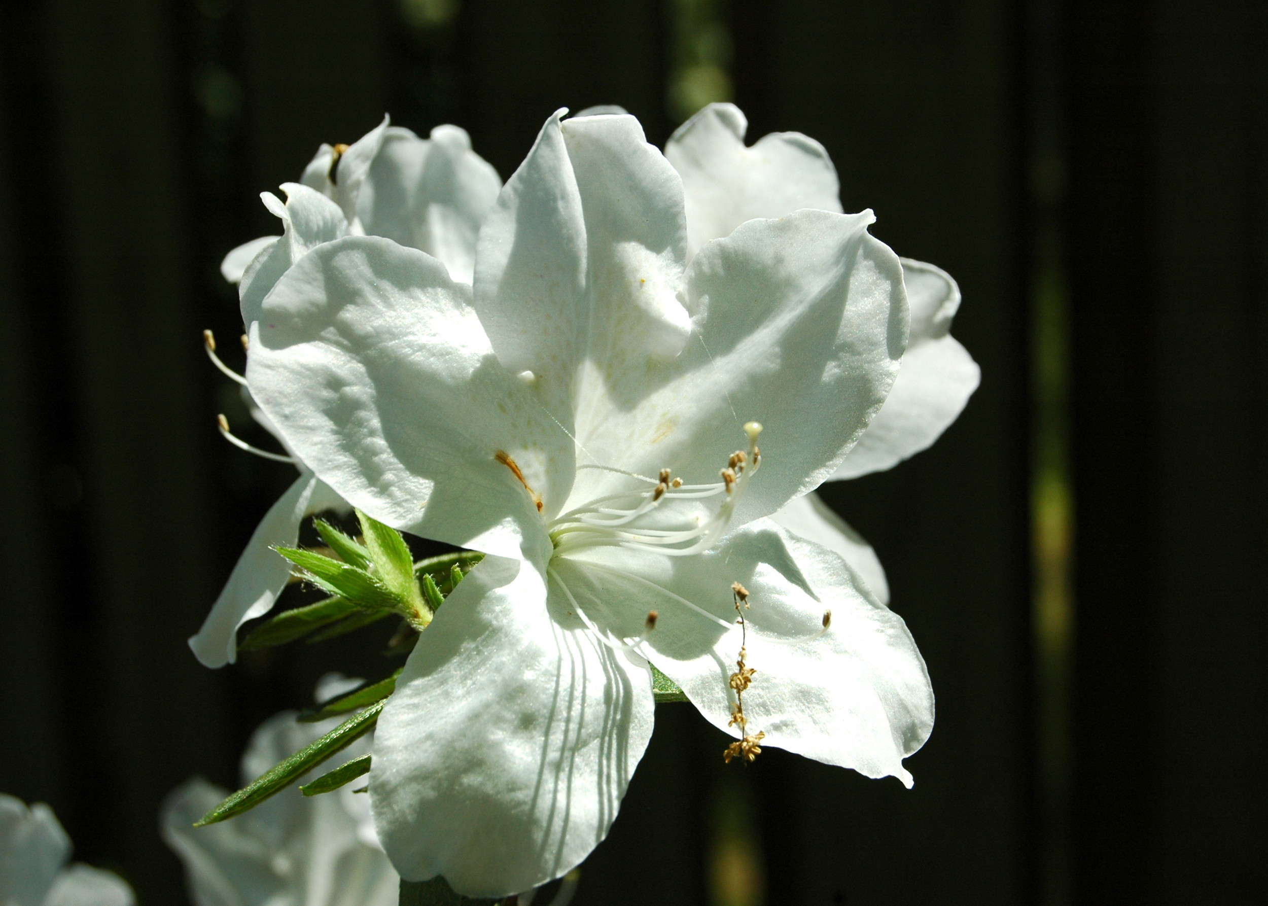 Texas Azaleas