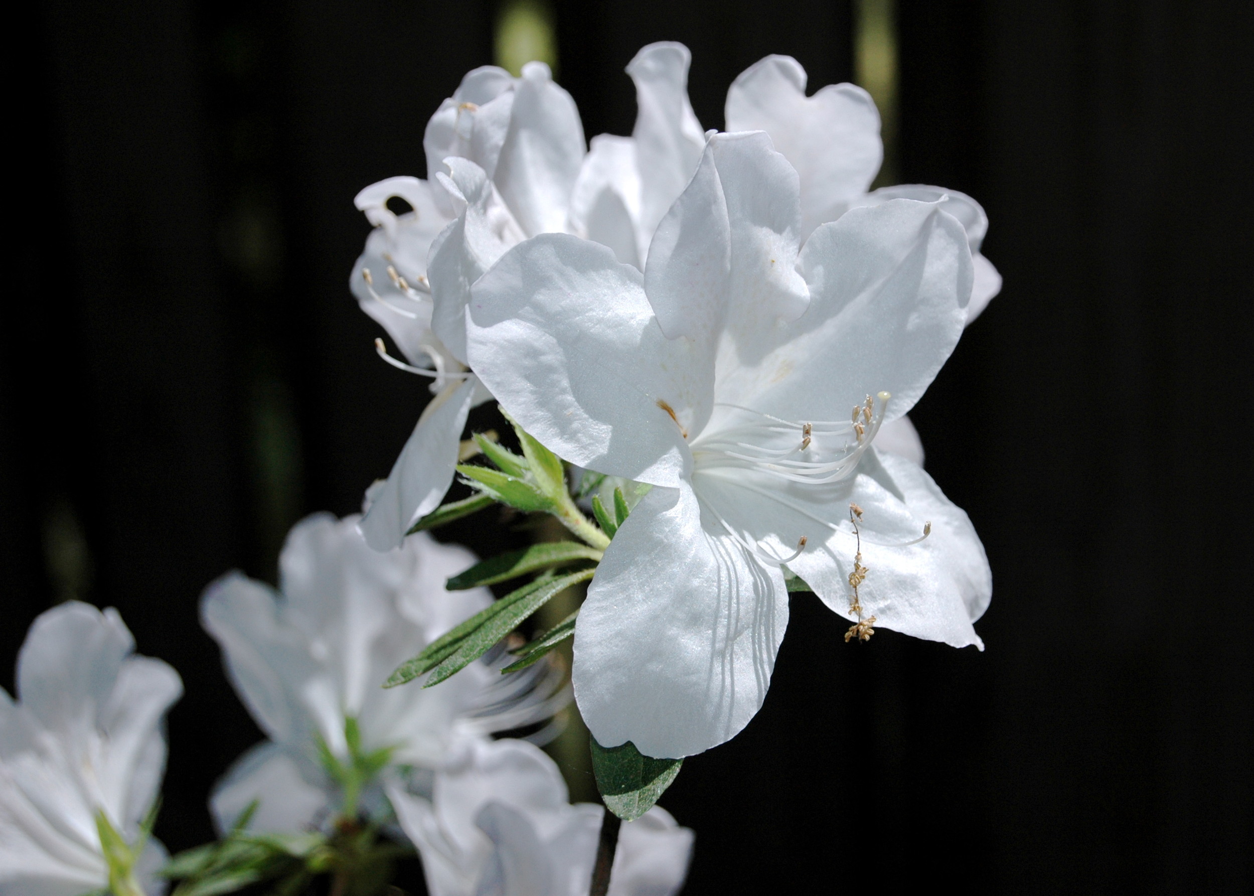 Texas Azaleas