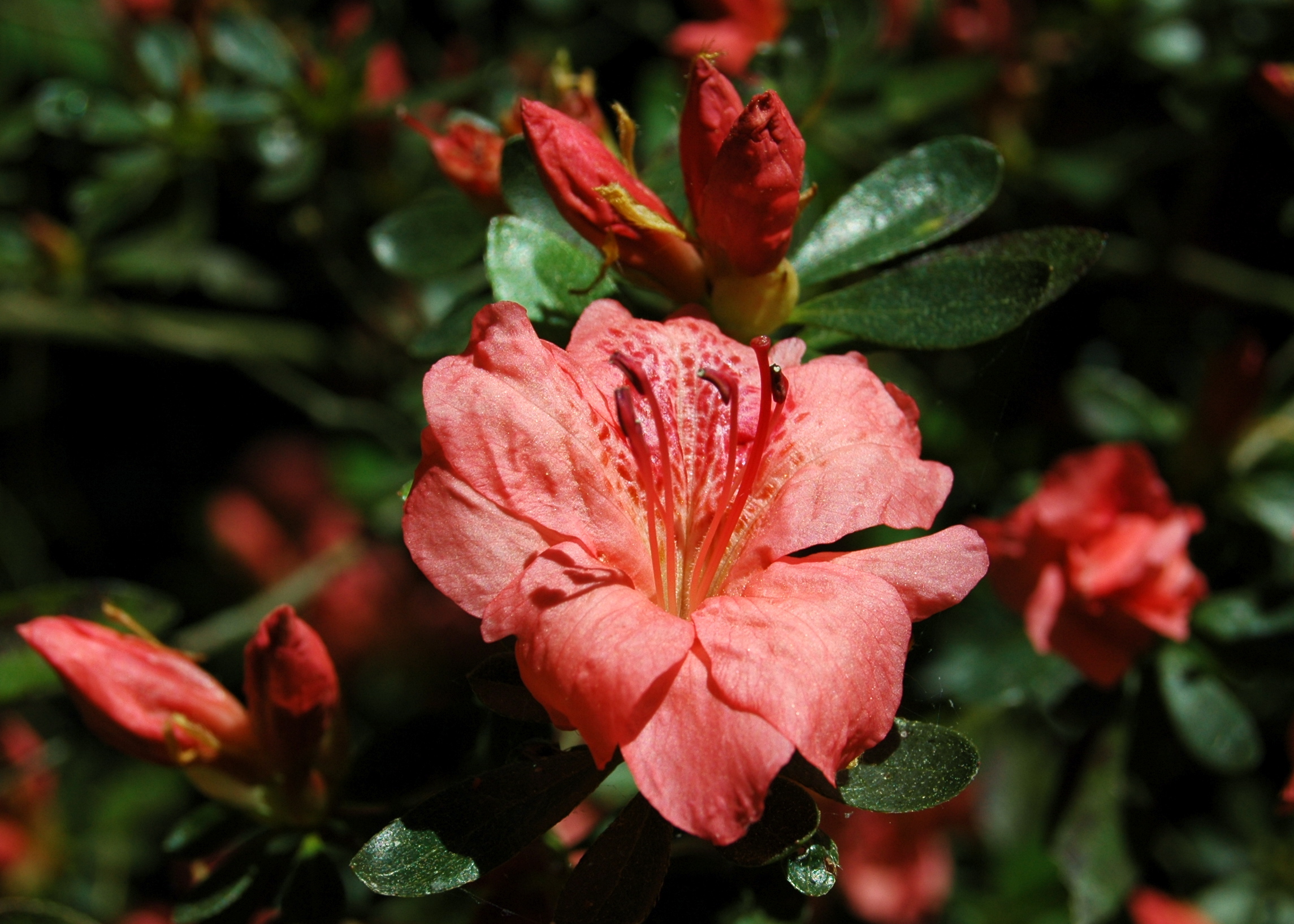 Texas Azaleas
