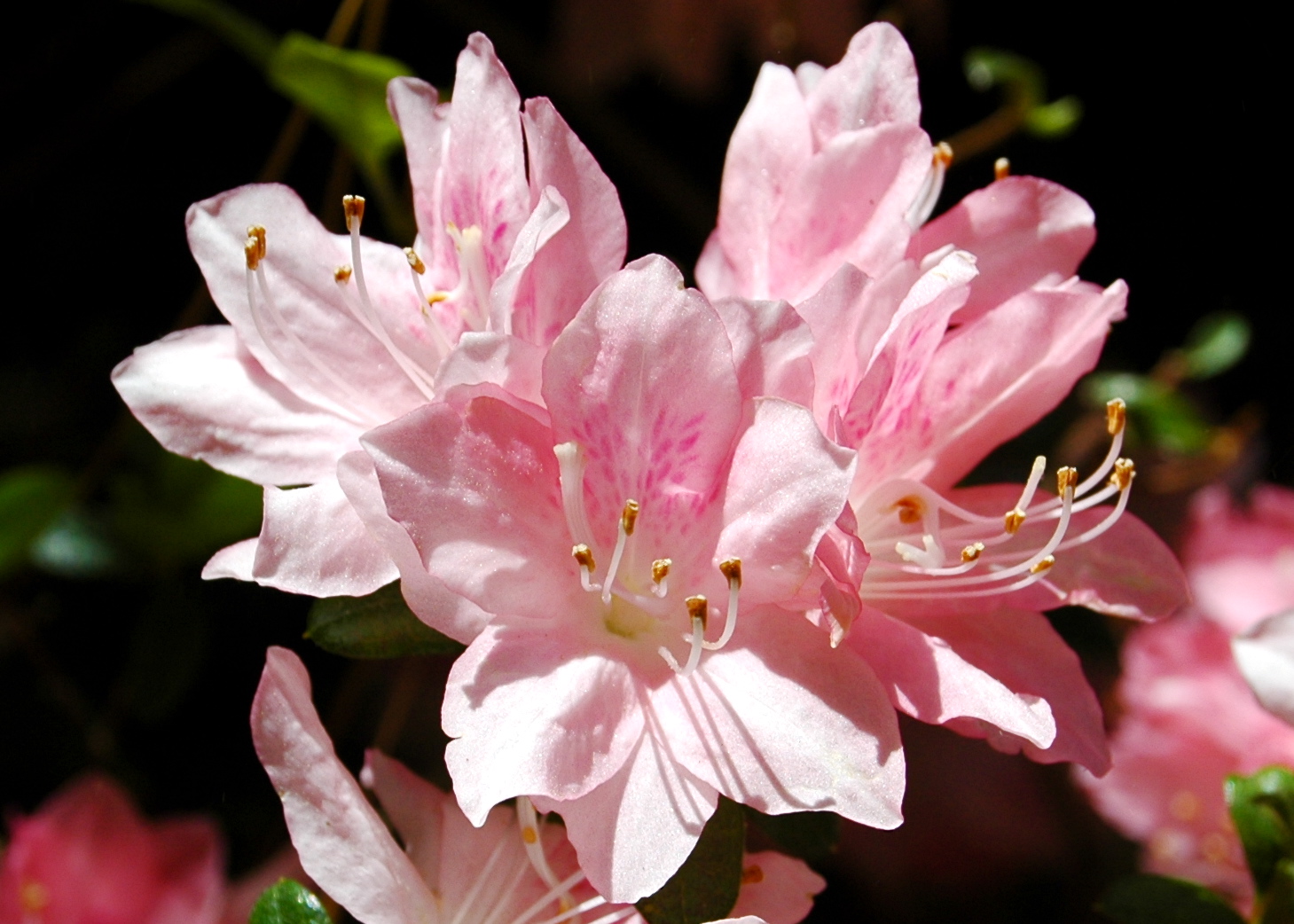 Texas Azaleas