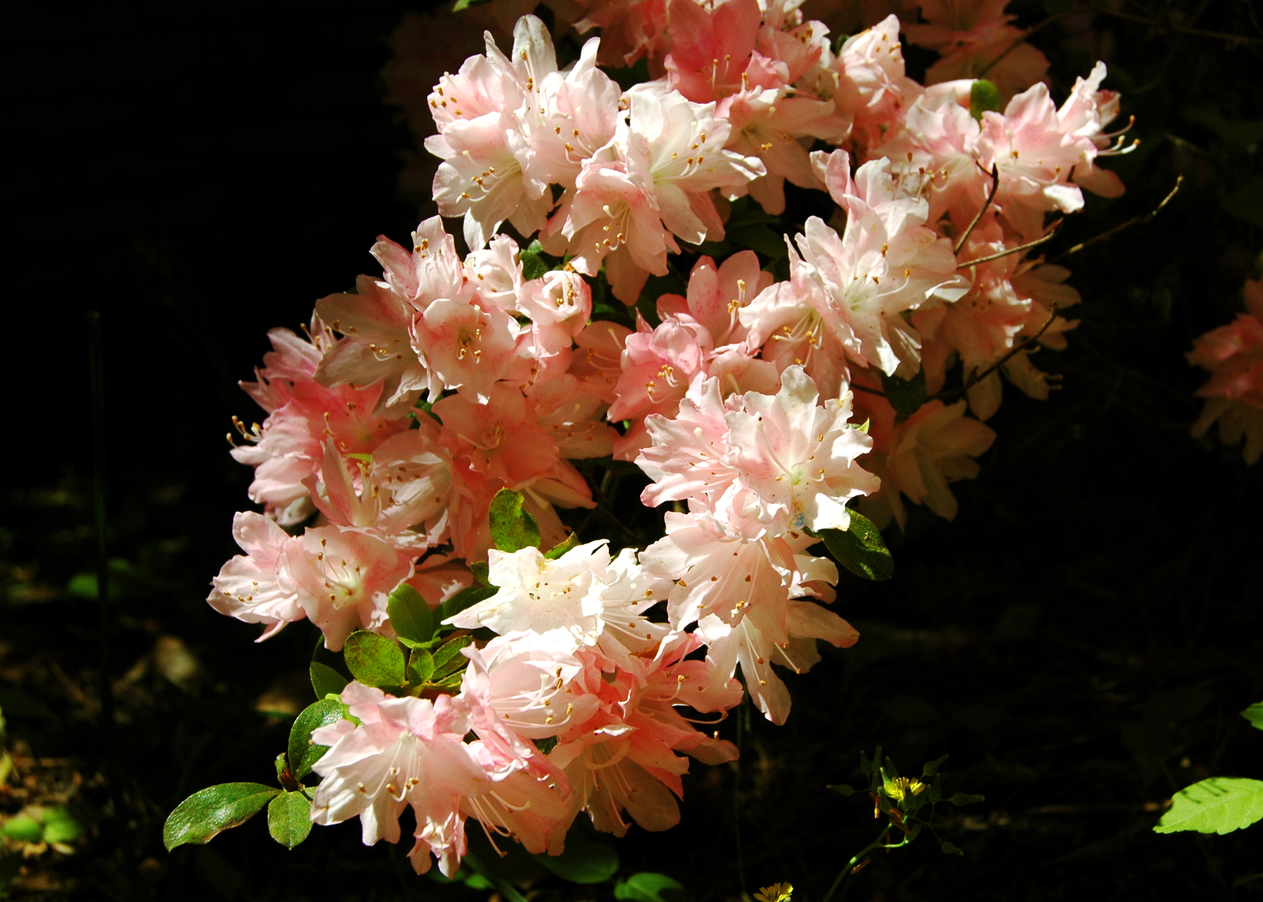 Texas Azaleas