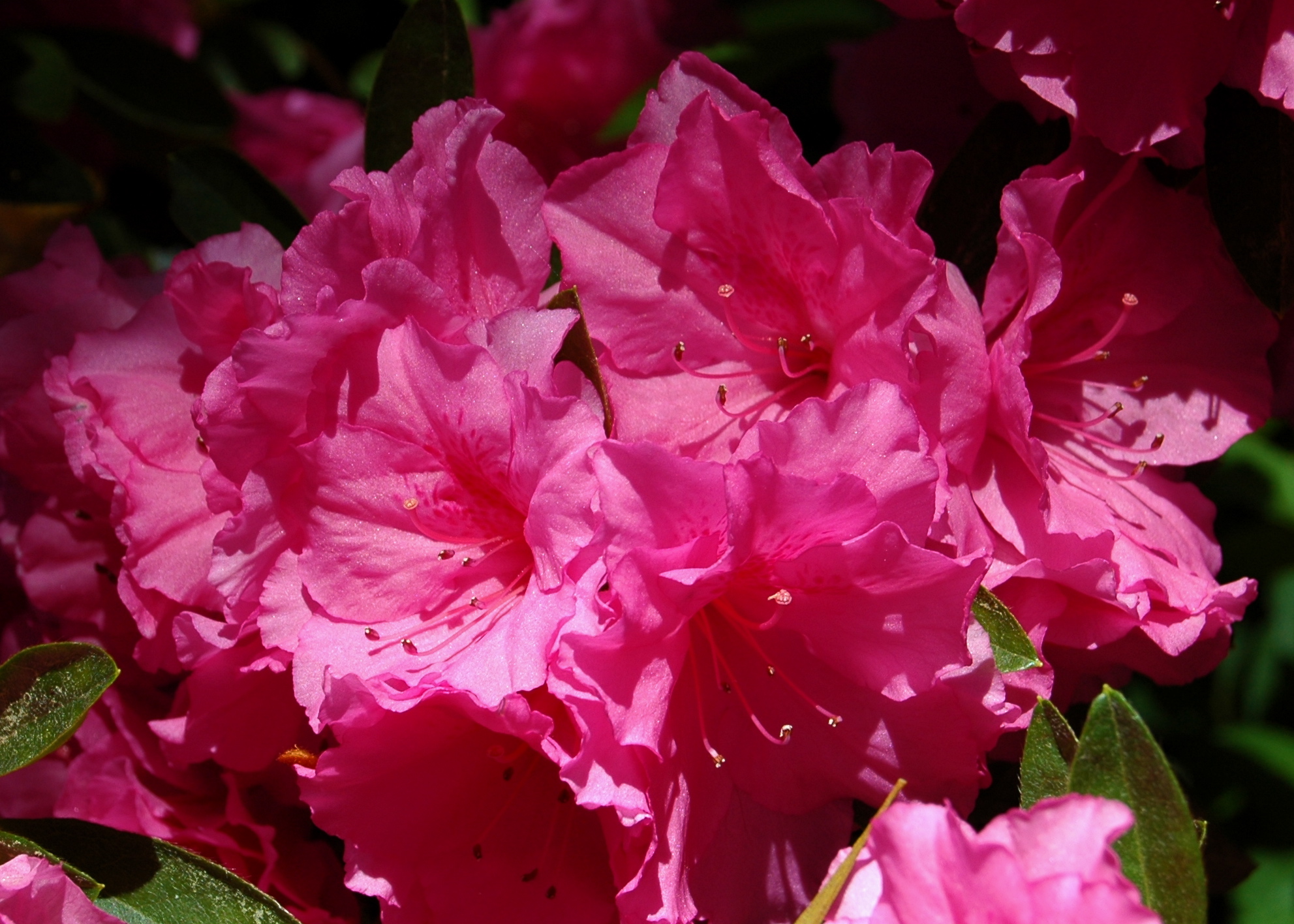 Texas Azaleas