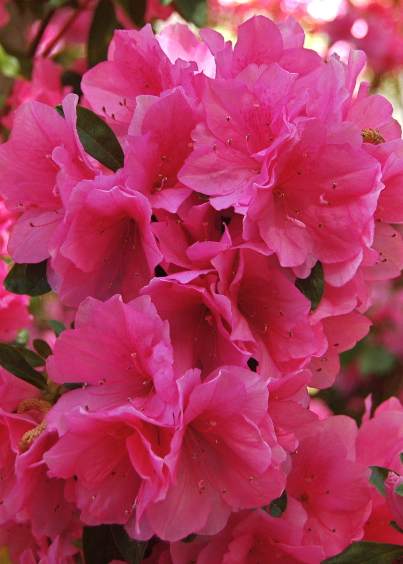 Texas Azaleas