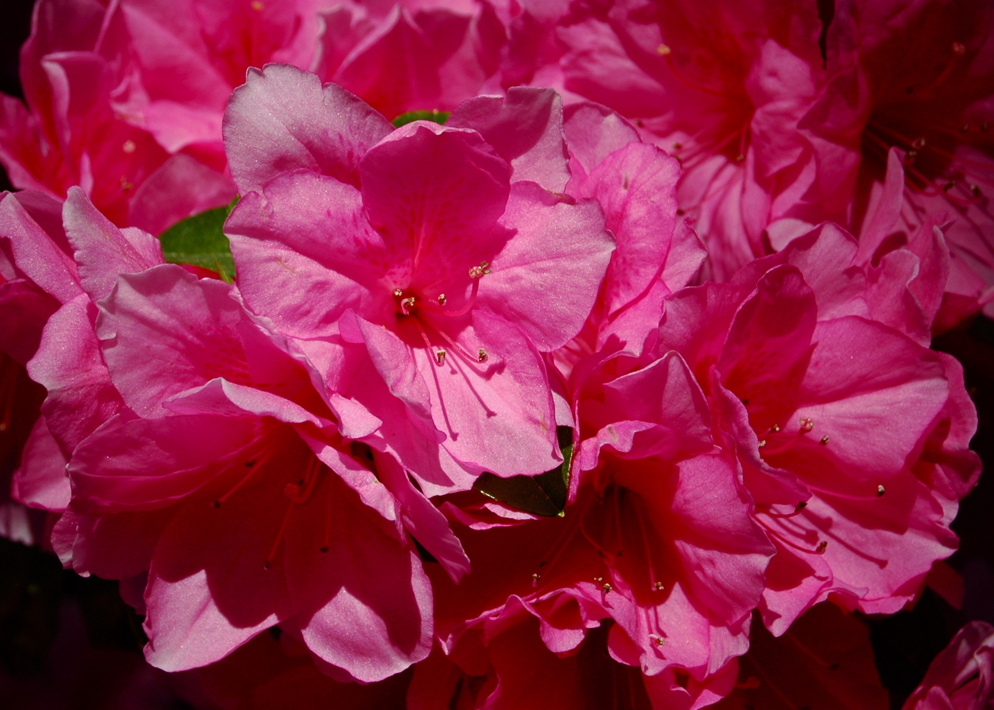 Texas Azaleas