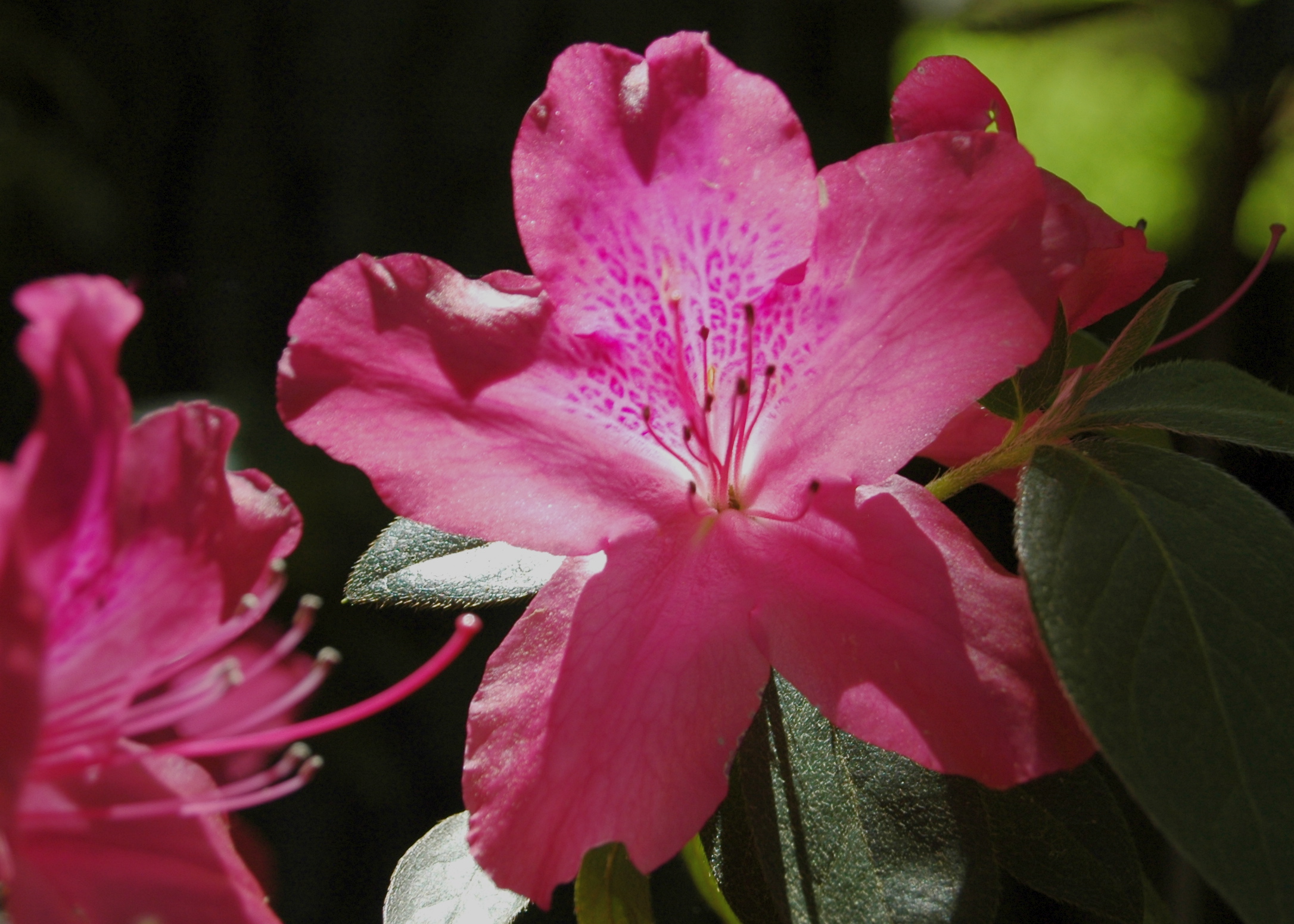 Texas Azaleas