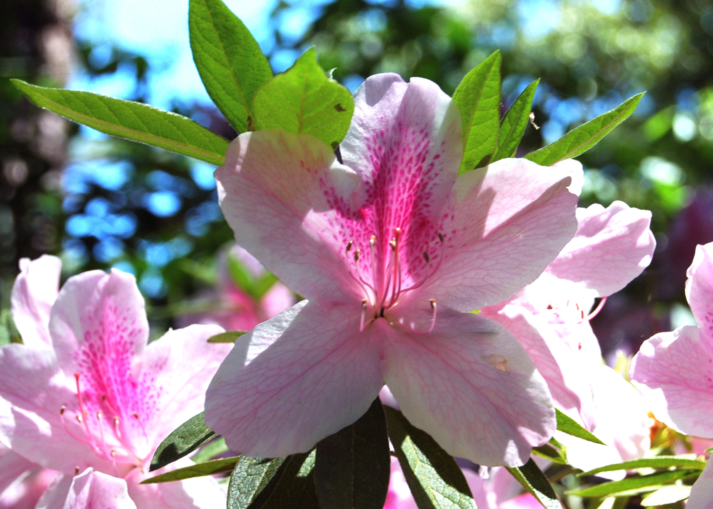 Texas Azaleas