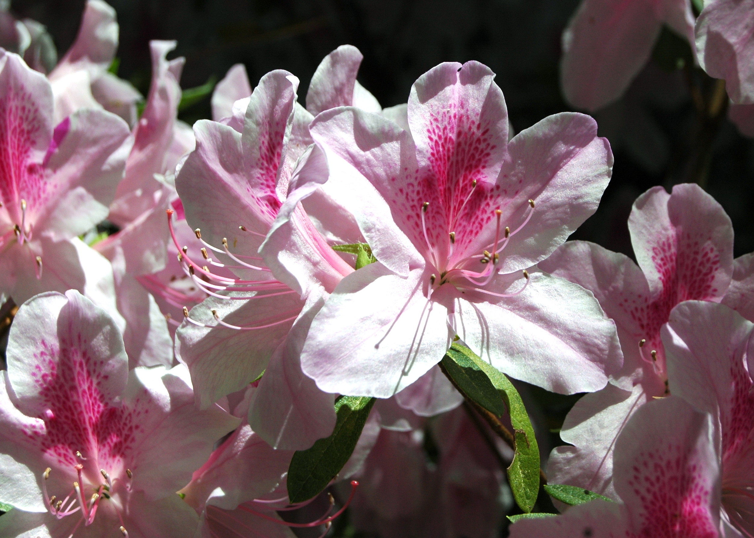 Texas Azaleas