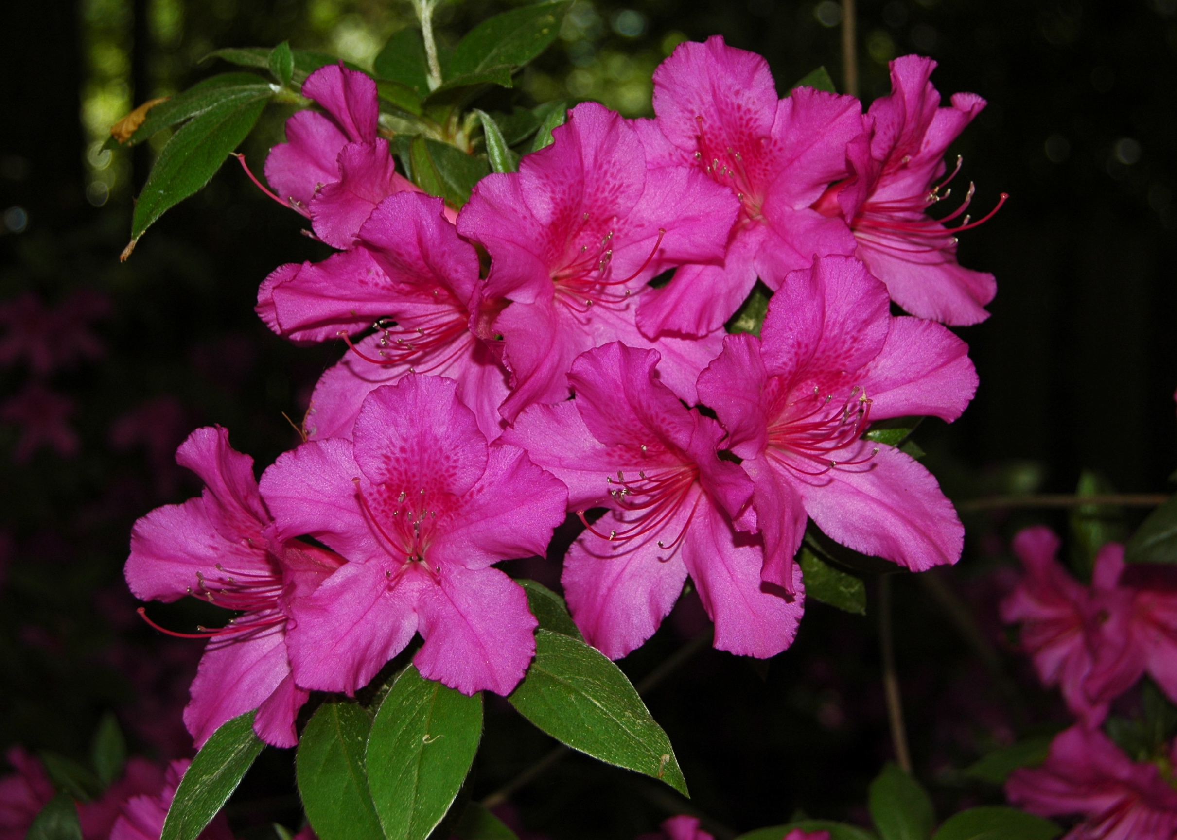 Texas Azaleas