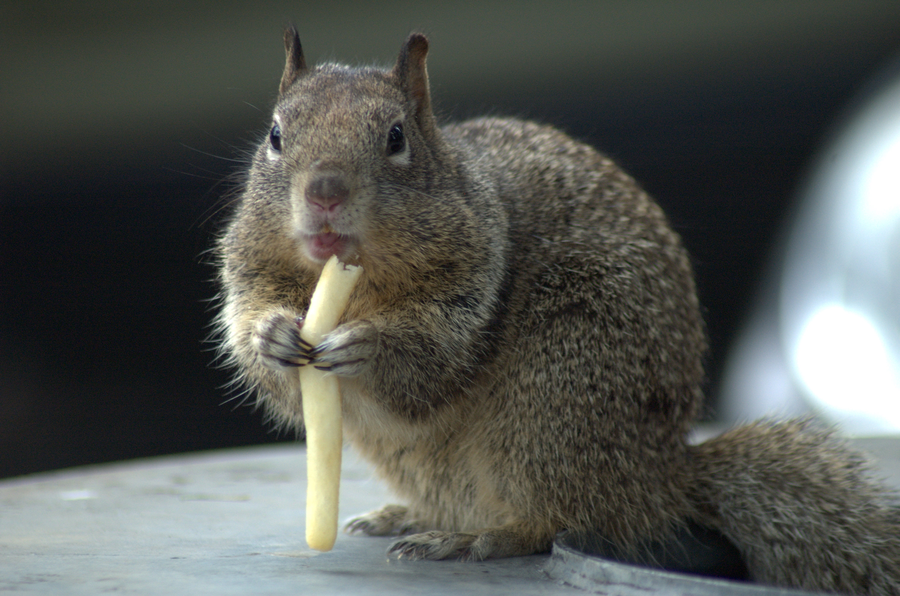 That's MY fry