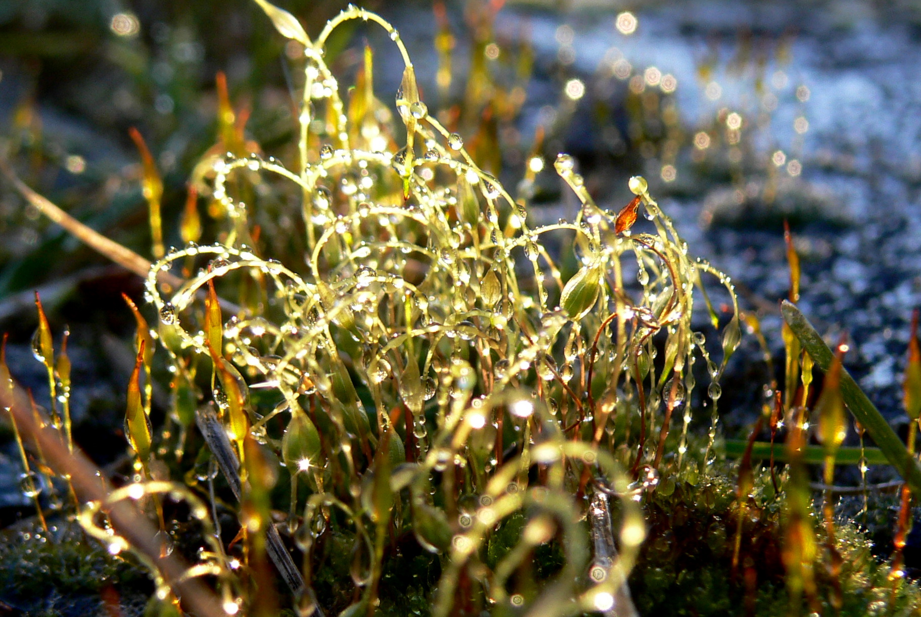 thawed frost