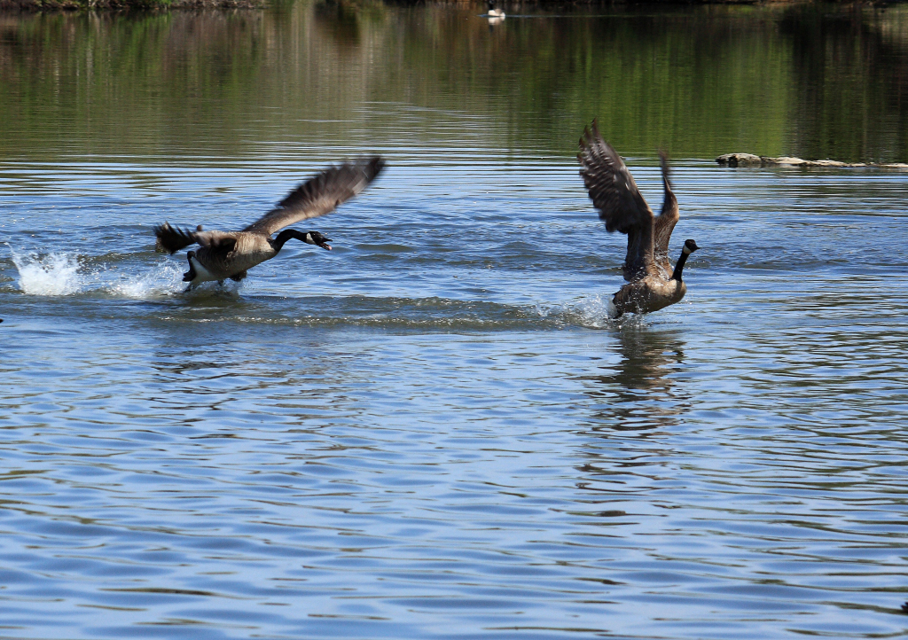 The Chase