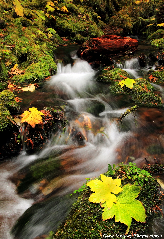 The Creek