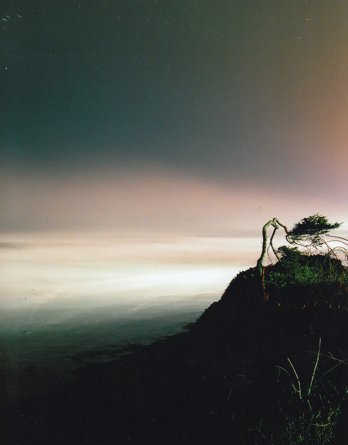 The crooked tree!