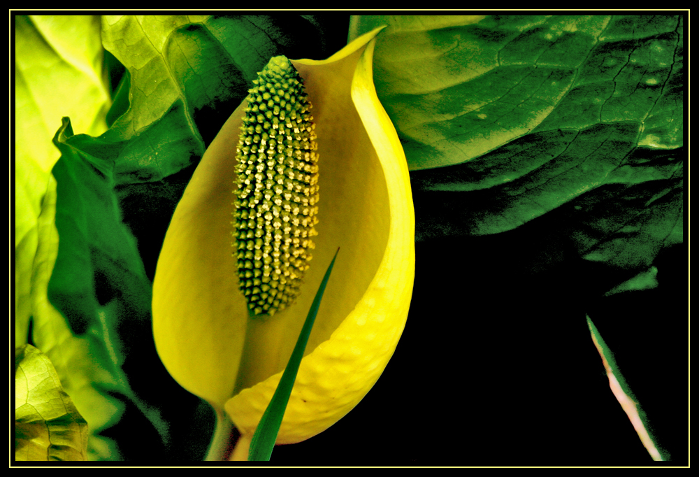 The Earliest Cabbage ! ! !