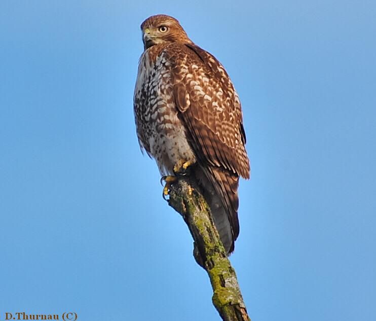 the hawk