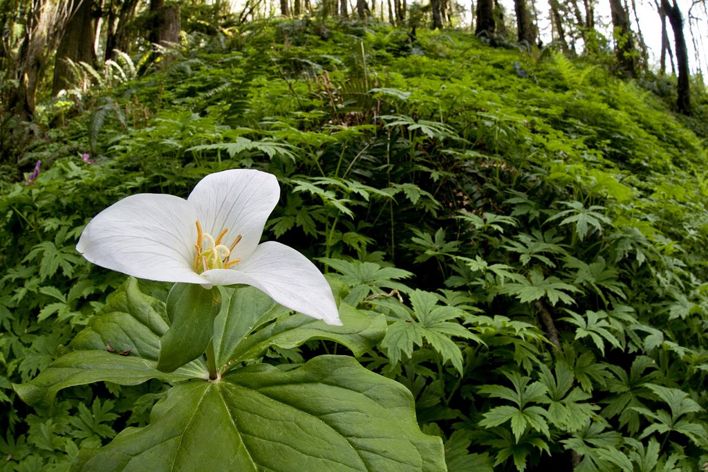 The Last Trillium